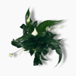 спатифиллум свит куриоса купить, Spathiphyllum Sweet Curiosa, цветущий спатифиллум, комнатное растение с зелёными цветками, неприхотливый цветок для дома