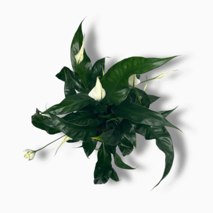 спатифиллум свит куриоса купить, Spathiphyllum Sweet Curiosa, цветущий спатифиллум, комнатное растение с зелёными цветками, неприхотливый цветок для дома