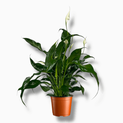 спатифиллум свит куриоса купить, Spathiphyllum Sweet Curiosa, цветущий спатифиллум, комнатное растение с зелёными цветками, неприхотливый цветок для дома