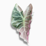 Алоказия Найроби Найт Вариегата ⌀6 ↑15 см