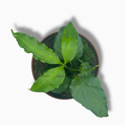 антуриум tweed, антуриум твид купить, anthurium polystichum, антуриум полистихум, антуриум редкий сорт, антуриум с декоративными листьями, комнатный антуриум, антуриум купить москва