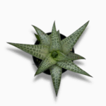 Хавортия Тесселата ⌀5 ↑10 см