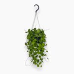 Купить Дисхидия Нуммулария