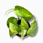 эпипремнум минт купить, epipremnum pinnatum mint, вариегатный эпипремнум, купить лиану, редкие комнатные растения, мятное растение, комнатная лиана, уход за эпипремнумом