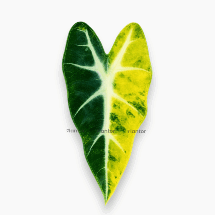 Алоказия Бамбино Ауреа Вариегата ⌀6 ↑15
