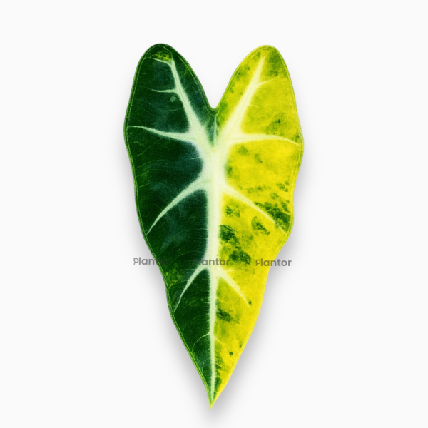 alocasia bambino aurea Алоказия Бамбино Ауреа Вариегата ⌀6 ↑15 — изображение 1