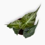 Алоказия Веном ⌀6 ↑10 см