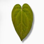 Купить Антуриум Голиаф