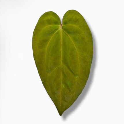 Купить Антуриум Голиаф