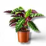 Калатея Вельвет Глори ⌀14 ↑45 см