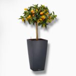 Купить Цитрофортунелла Каламондин в кашпо с автополивом