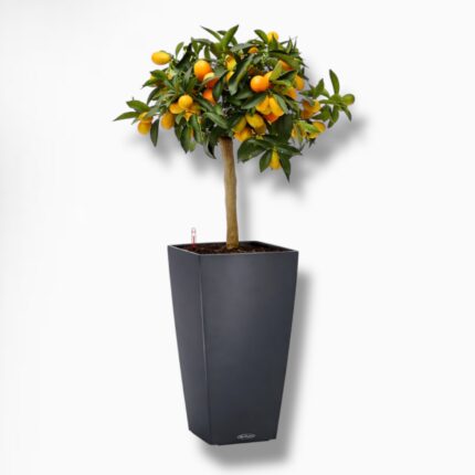 Купить Цитрофортунелла Каламондин в кашпо с автополивом