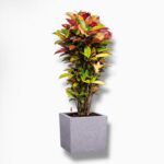 Купить Кодиеум в кашпо с автополивом Кодиеум в кашпо с автополивом