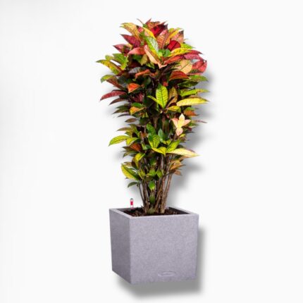 Купить Кодиеум в кашпо с автополивом Кодиеум в кашпо с автополивом