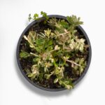 Купить Филлантус Уринария Вариегата