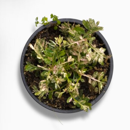 Купить Филлантус Уринария Вариегата