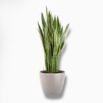 Сансевиерия Лауренти в кашпо с автополивом