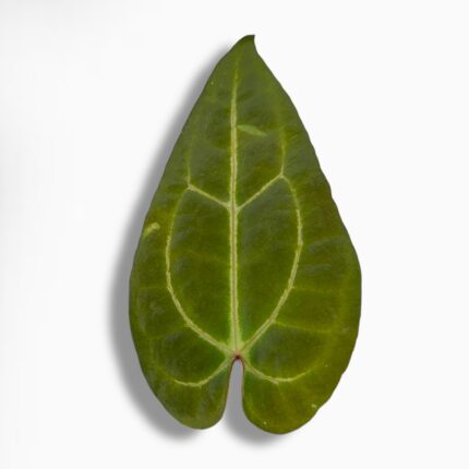 Купить Антуриум Дарк Мама