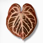 Антуриум Пинк Блаш ⌀12 ↑30 см — изображение 2