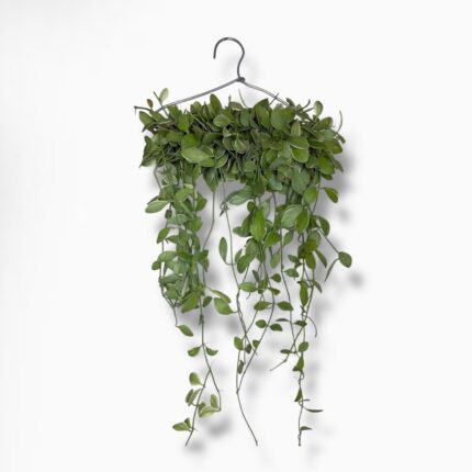 Купить Дисхидия Вайт Даймонд подвесная