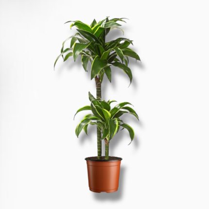 Купить Драцена Фрагранс Дорадо