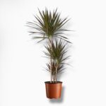 Купить Драцена Маргината Маджента