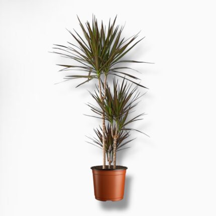 Купить Драцена Маргината Маджента