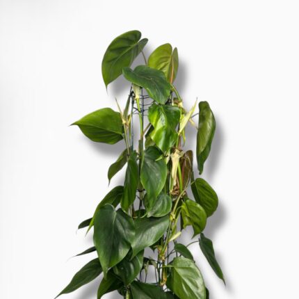 Купить Филодендрон Сканденс на опоре