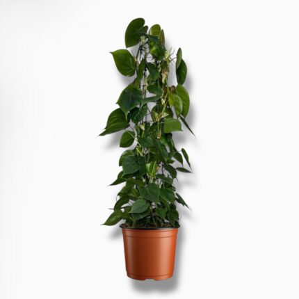 Купить Филодендрон Сканденс на опоре