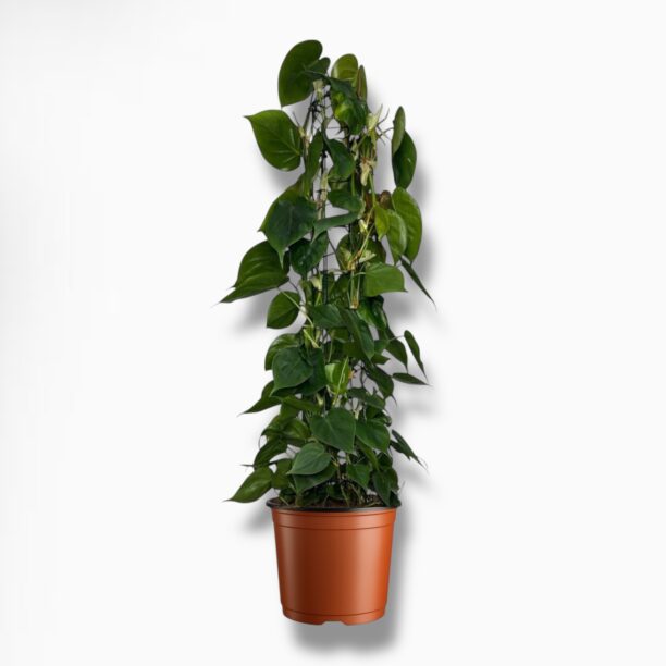 Филодендрон Сканденс на опоре Купить Филодендрон Сканденс на опоре