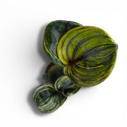 Купить Геогенантус «Аура Флейм»