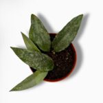 Хойя Флагеллата Сильвер ⌀10 ↑15 см