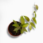 Купить Хойя Микродварф