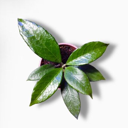 Купить Хойя Тимор