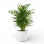 Купить Хризалидокарпус в кашпо с автополивом