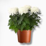 Хризантема Зембла в горшке