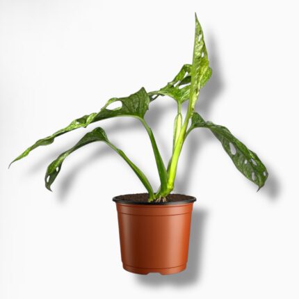 Купить Монстера Адансони Минт