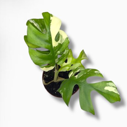 Купить Монстера Минима Вариегата