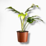 Купить Монстера Минима Вариегата