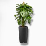 Купить Монстера в кашпо с автополивом