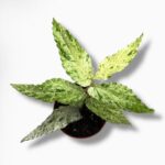 Пеллиония Вариегата ⌀8 ↑15 см