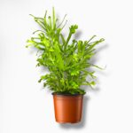 Купить Птерис Роувери