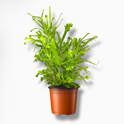 Купить Птерис Роувери