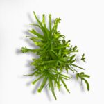 Купить Птерис Роувери