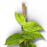 Купить Рафидофора Кортхалса Вариегата