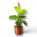 Купить Рафидофора Кортхалса Вариегата