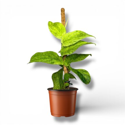 Купить Рафидофора Кортхалса Вариегата