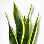 Купить Сансевиерия Блэк Голд