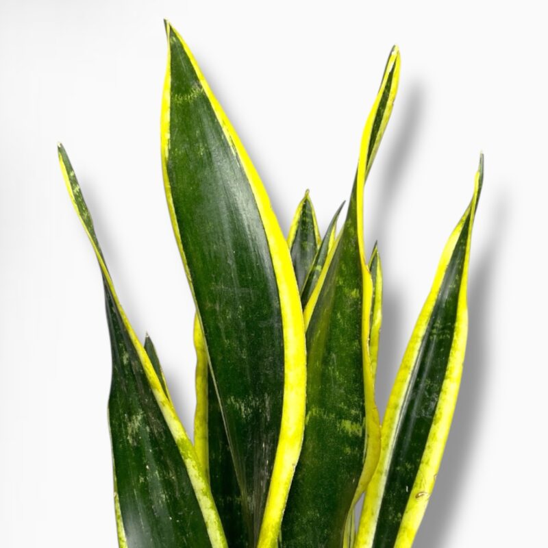 Купить Сансевиерия Блэк Голд