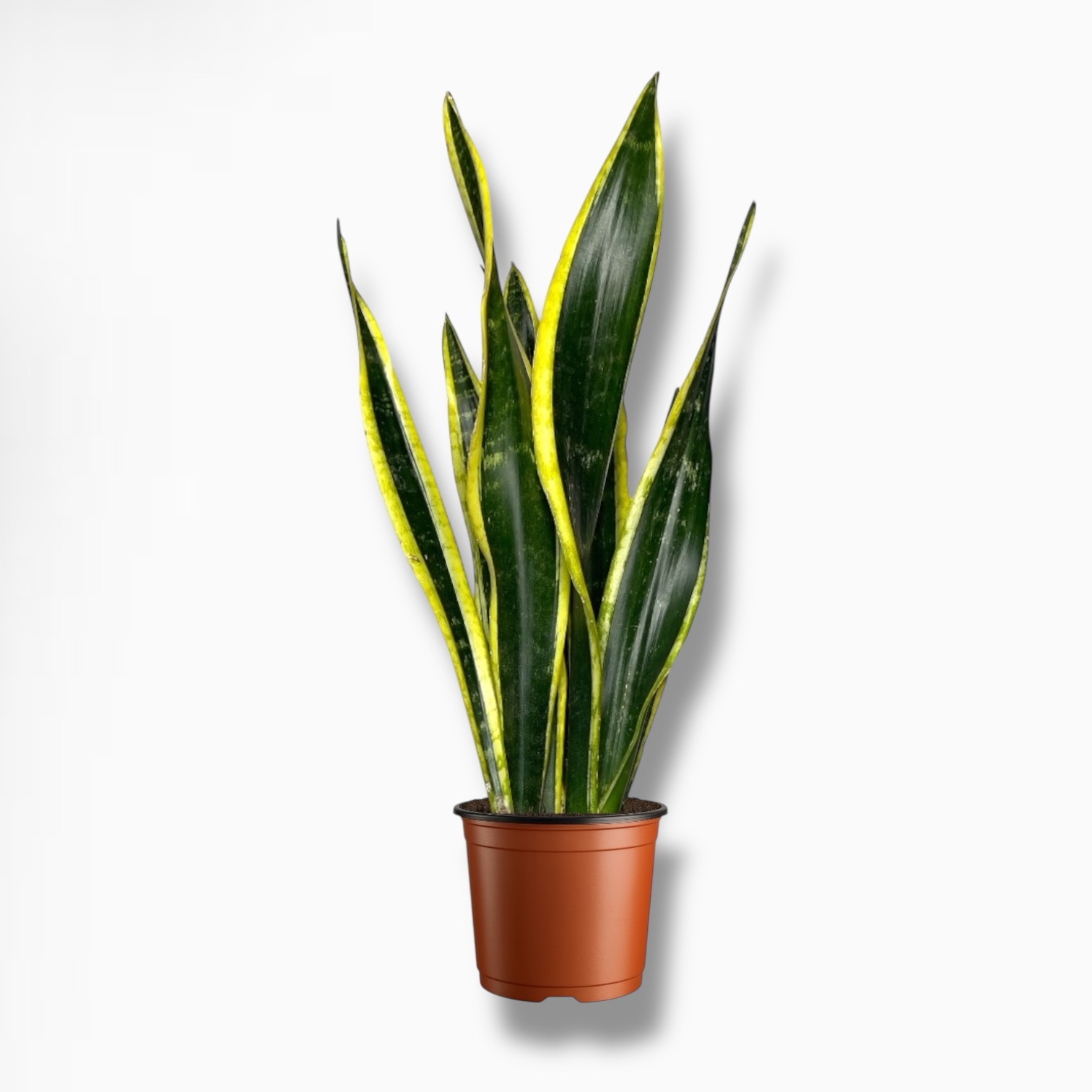 Сансевиерия Блэк Голд Купить Сансевиерия Блэк Голд